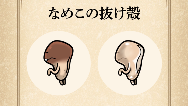 【なめこの抜け殻】すぐわかる なめこ図鑑